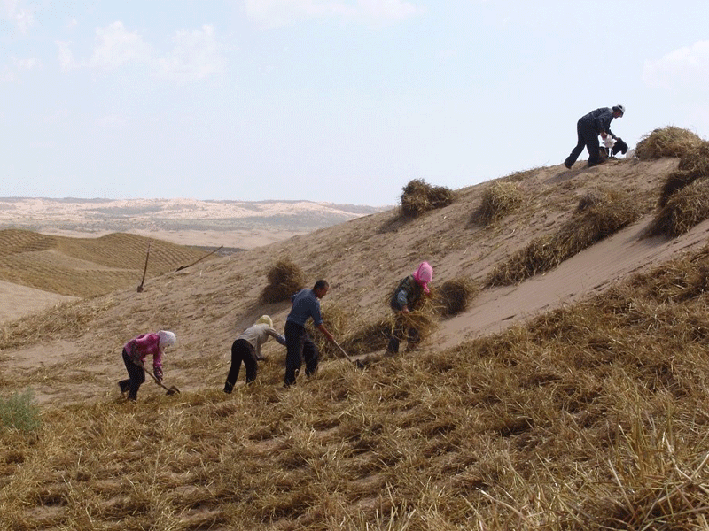 بیابان زدایی