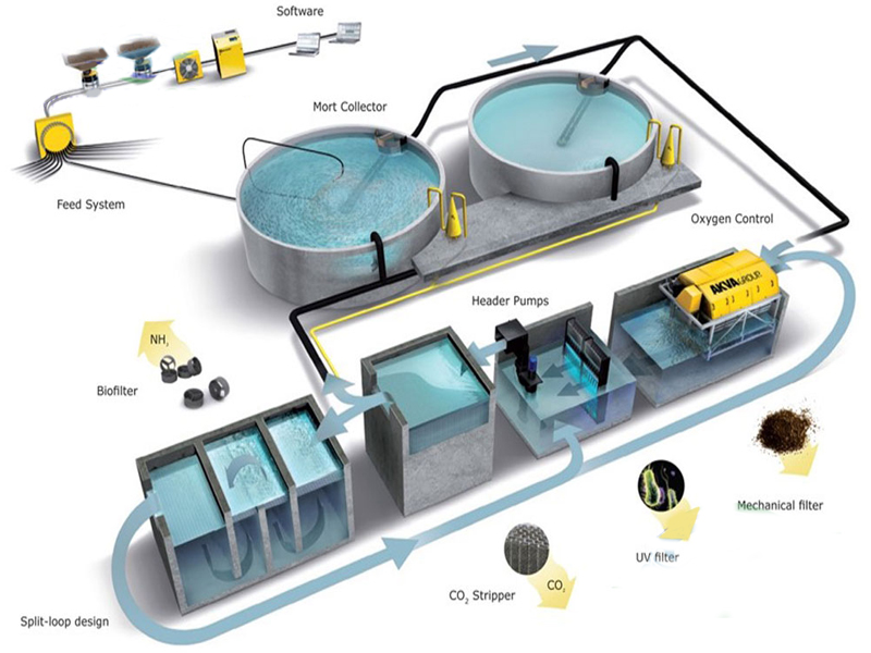 طراحی سیستم صنعتی آبزی پروری چرخشی