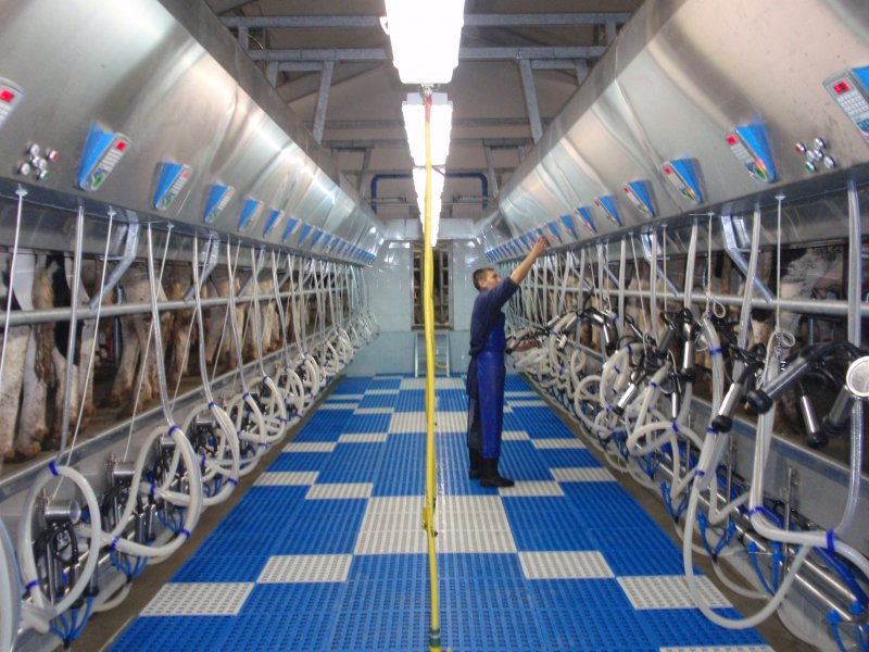 طراحی مدرن شیر دوشی دامداری مدرن