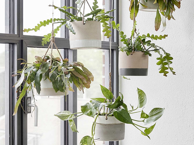 گیاهان در طراحی داخلی